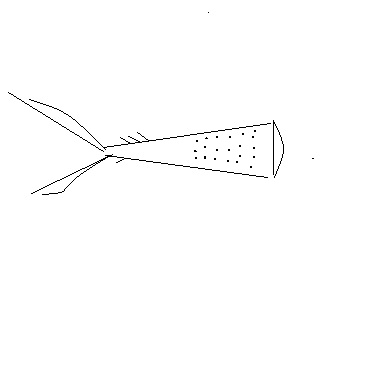 strano bruco:  larva di Attagenus sp. (Dermestidae)