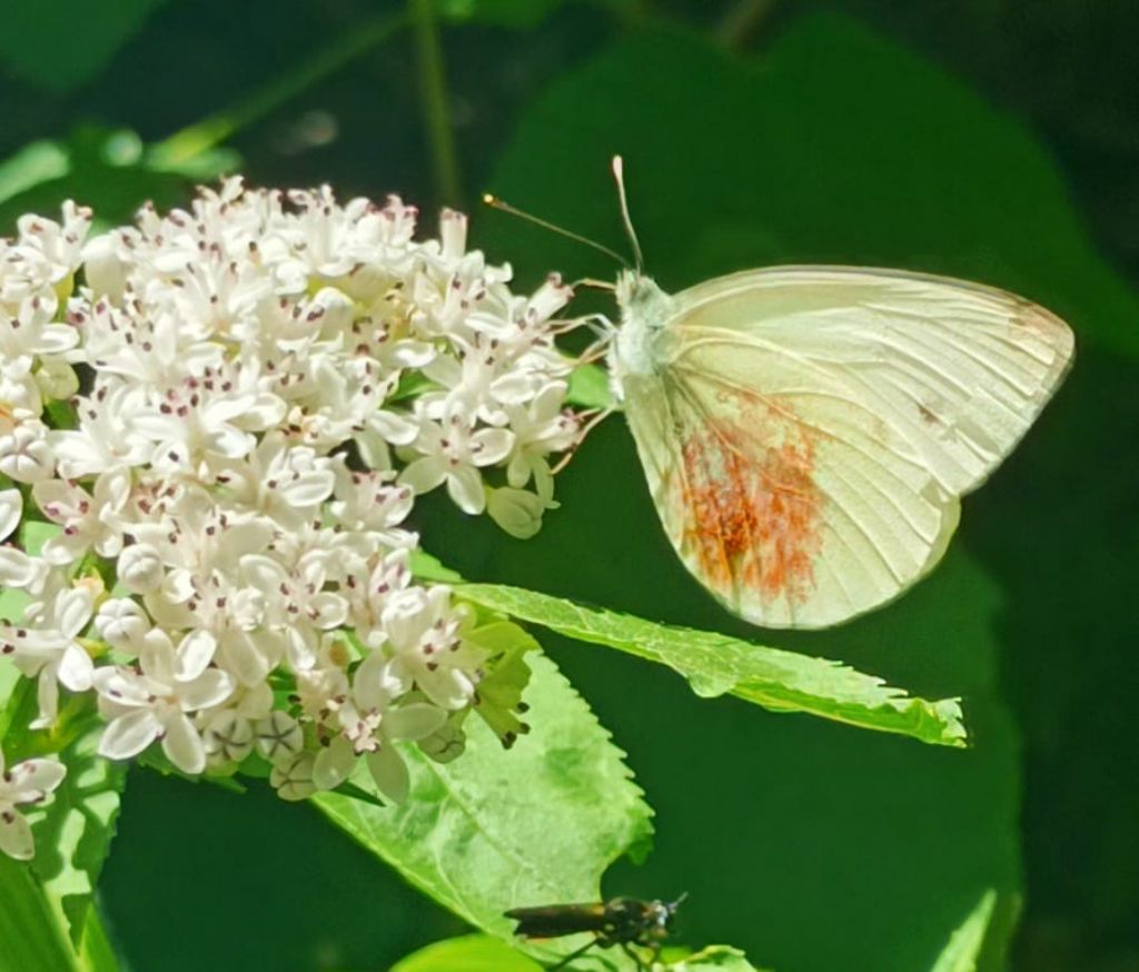 identificazione farfalla