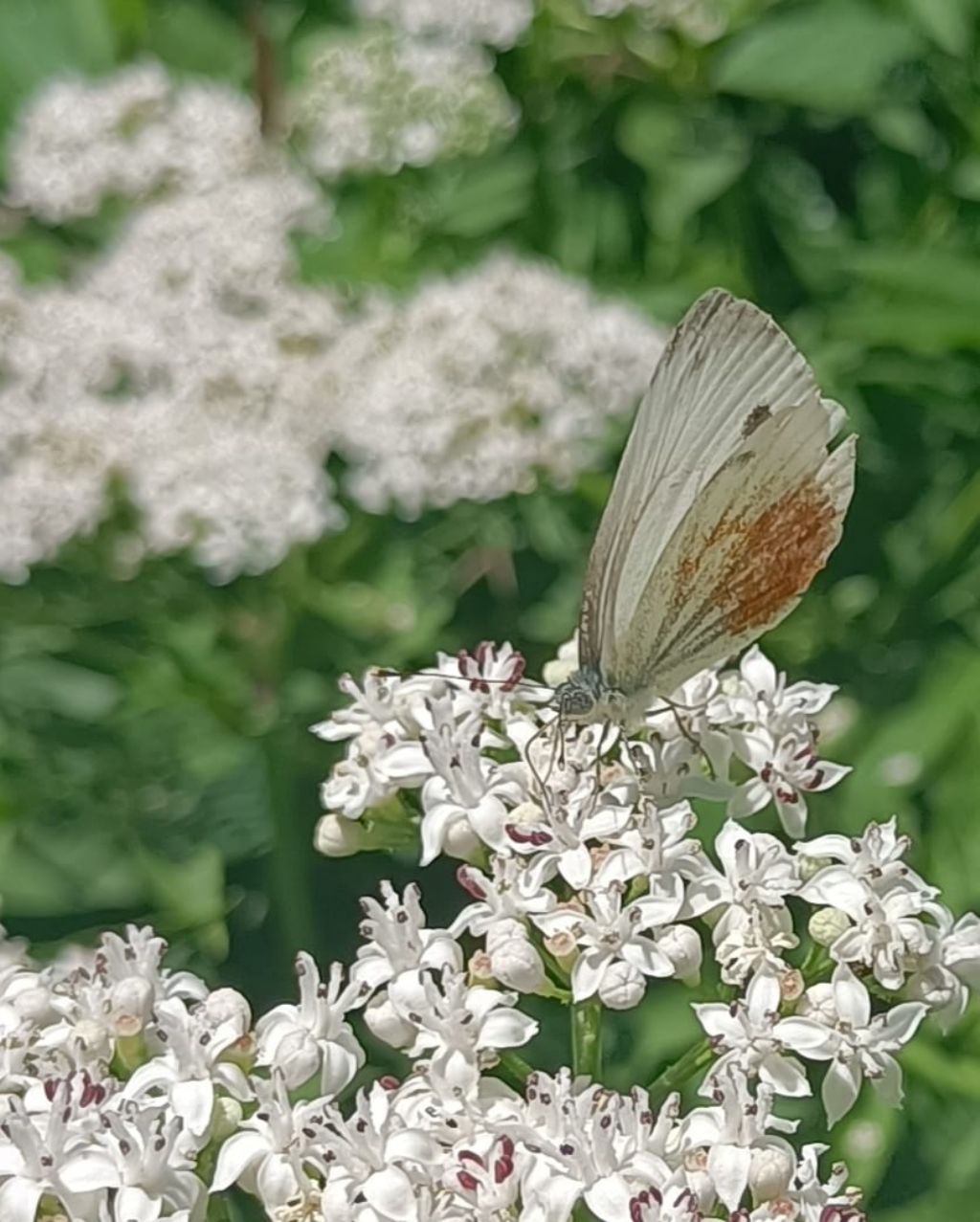 identificazione farfalla