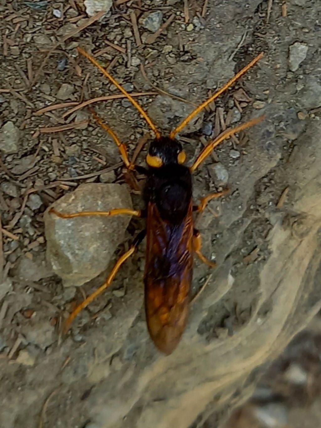 Siricidae: Urocerus gigas