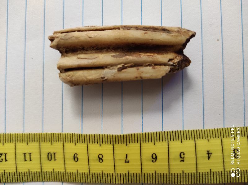Dente mammifero erbivoro