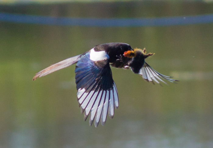 il lato dolce e crudele della Natura
