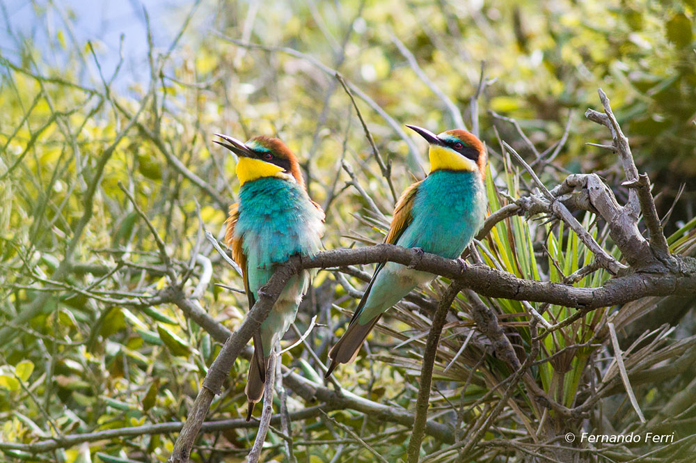 gruccioni, tanto per cambiare