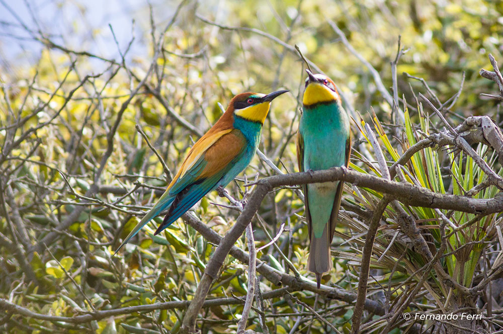 gruccioni, tanto per cambiare