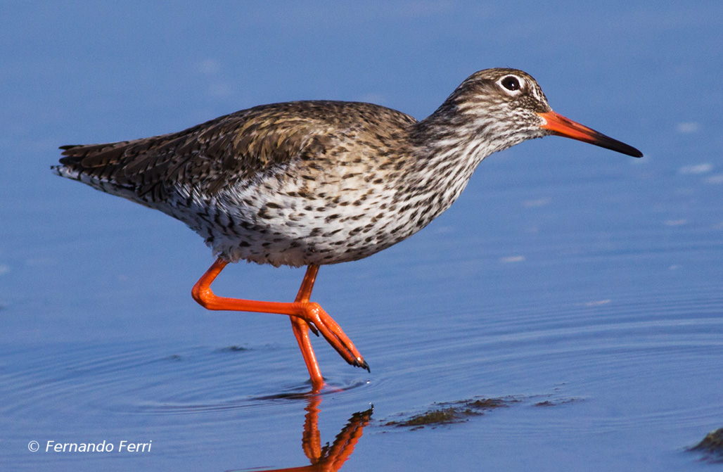 piovanello e pettegola