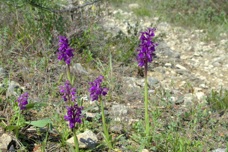 Orchidee delle alture di Varazze