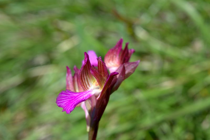 Orchidee delle alture di Varazze