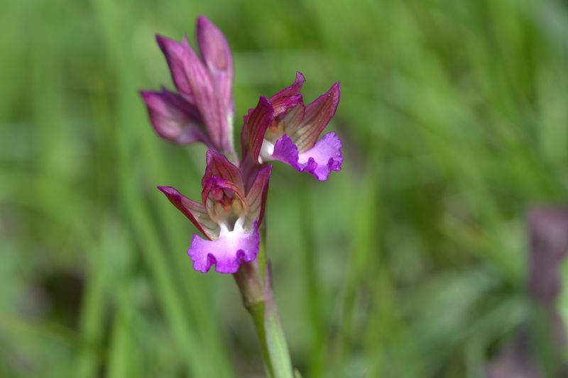 Orchidee delle alture di Varazze