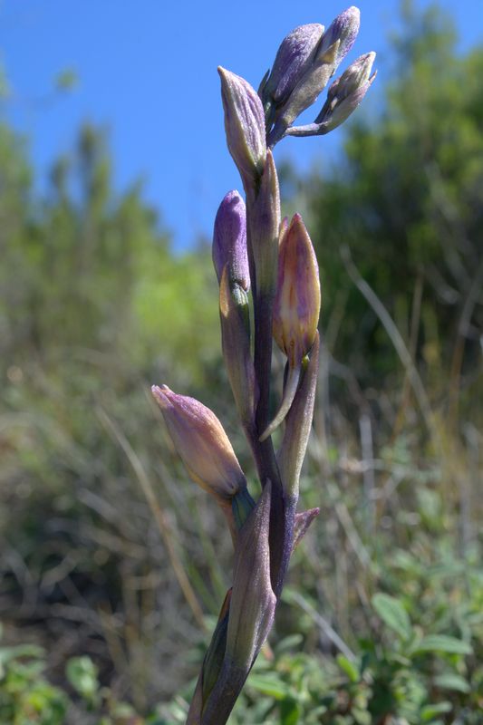 Orchidee delle alture di Varazze