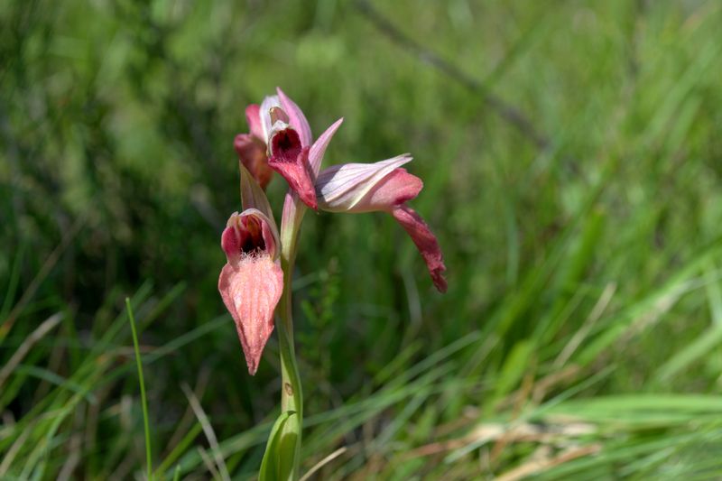 Orchidee delle alture di Varazze