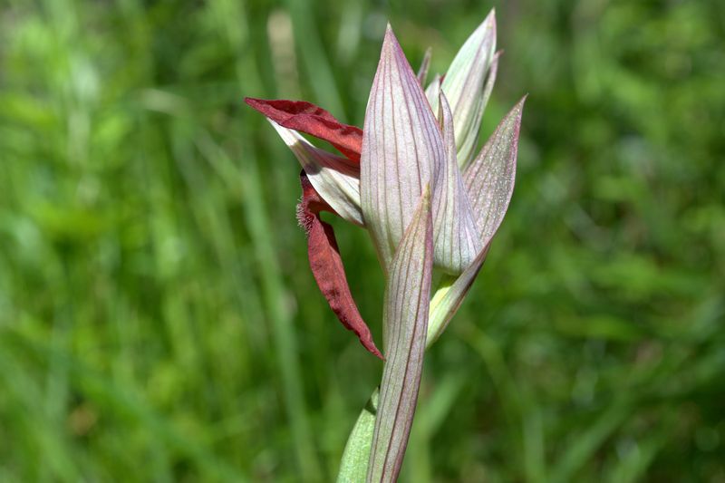 Orchidee delle alture di Varazze