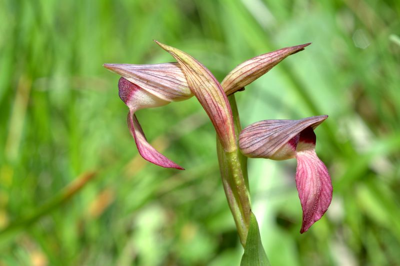 Orchidee delle alture di Varazze