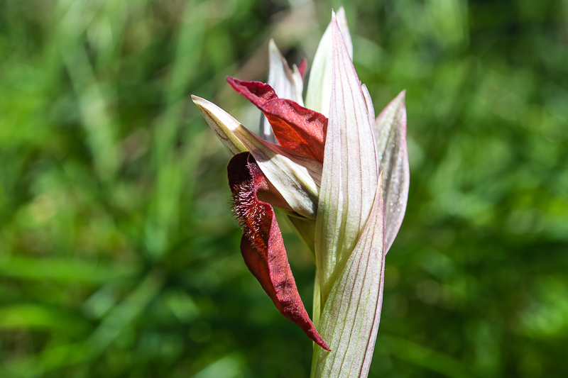 Orchidee delle alture di Varazze