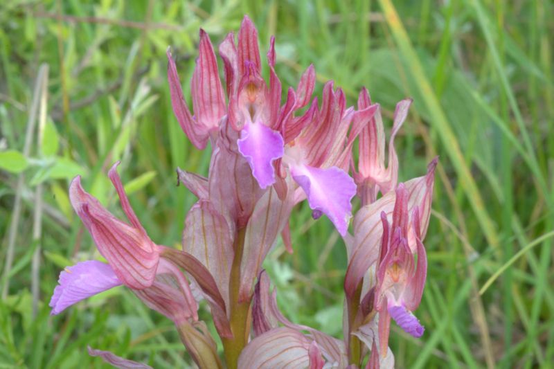 Orchidee delle alture di Varazze