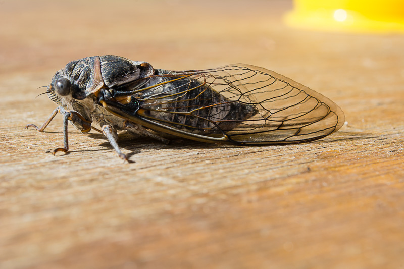 Cicala da identificare