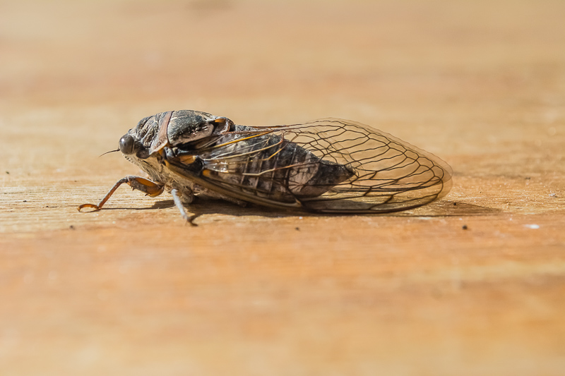 Cicala da identificare