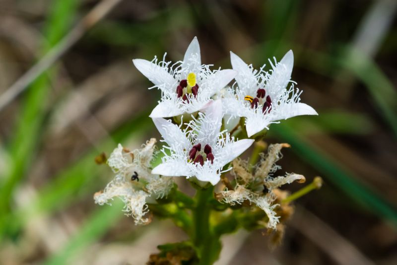 Menyanthes trifoliata / Trifoglio fibrino