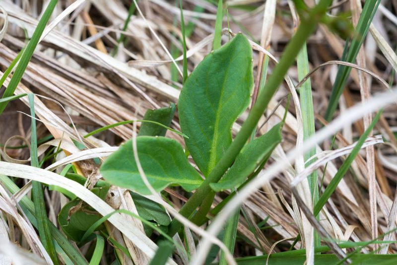 Menyanthes trifoliata / Trifoglio fibrino