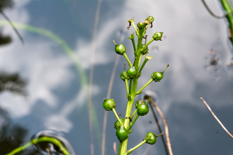 Menyanthes trifoliata / Trifoglio fibrino