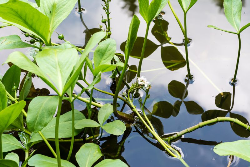 Menyanthes trifoliata / Trifoglio fibrino