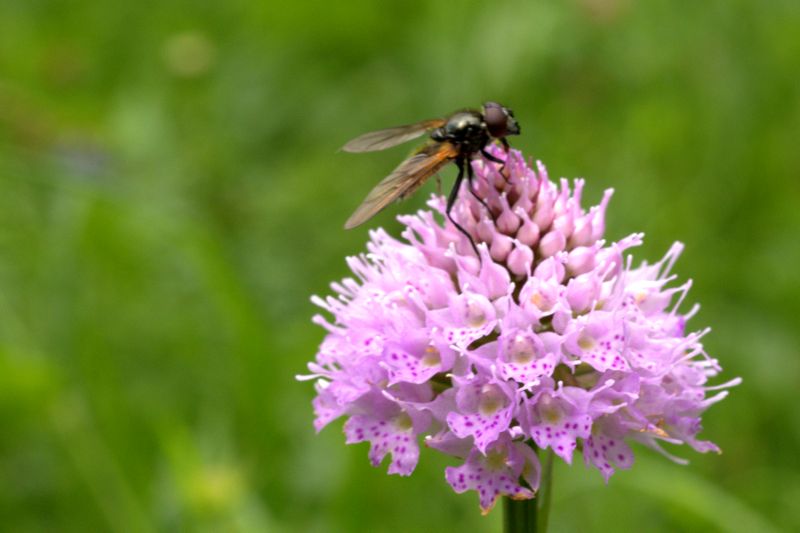 Cheilosia sp. maschio (Syrphidae)