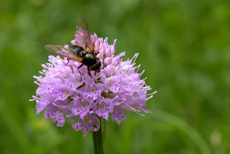 Cheilosia sp. maschio (Syrphidae)