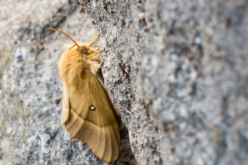 da determinare - Lasiocampa (Lasiocampa) quercus, Lasiocampidae