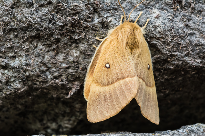 da determinare - Lasiocampa (Lasiocampa) quercus, Lasiocampidae