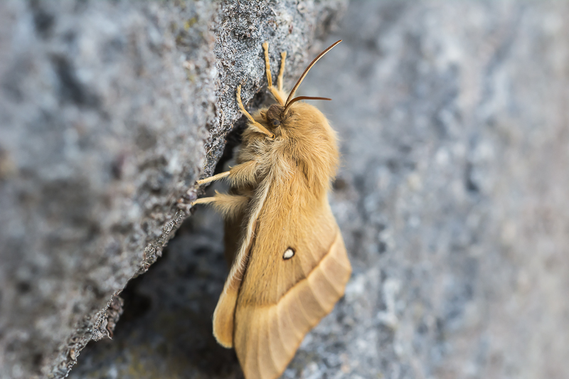 da determinare - Lasiocampa (Lasiocampa) quercus, Lasiocampidae