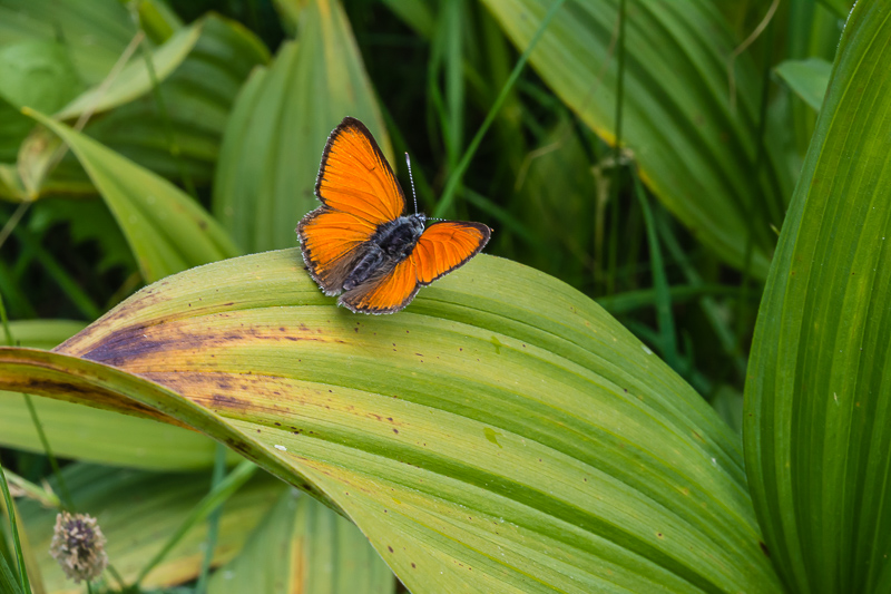 Lycaena dispar? No, Lycaena hippothoe ssp. eurydame