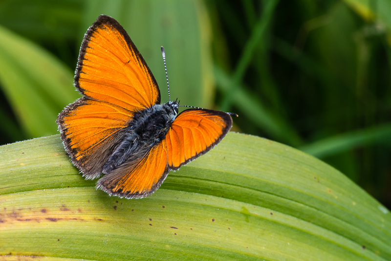 Lycaena dispar? No, Lycaena hippothoe ssp. eurydame