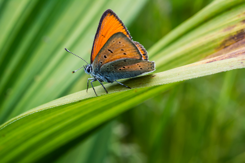 Lycaena dispar? No, Lycaena hippothoe ssp. eurydame