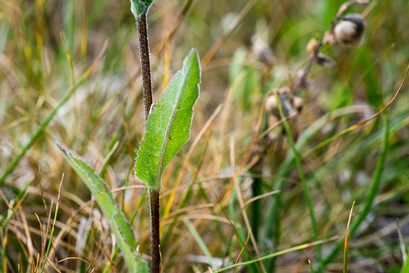 Campanula glomerata
