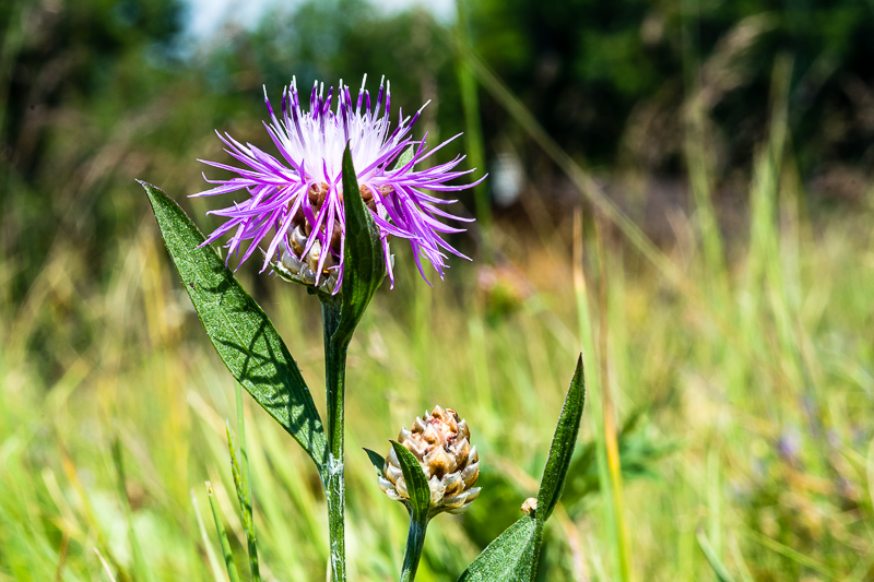 Centaurea jacea?