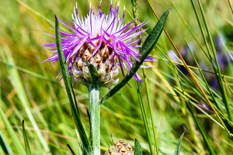 Centaurea jacea?