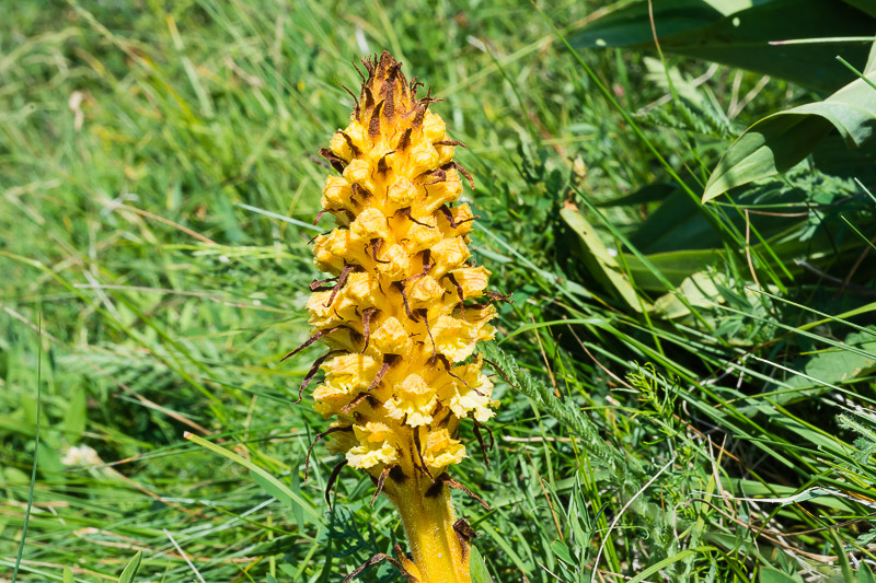 Orobanche laserpitii-sileris / Succiamele del laserpizio sermontano