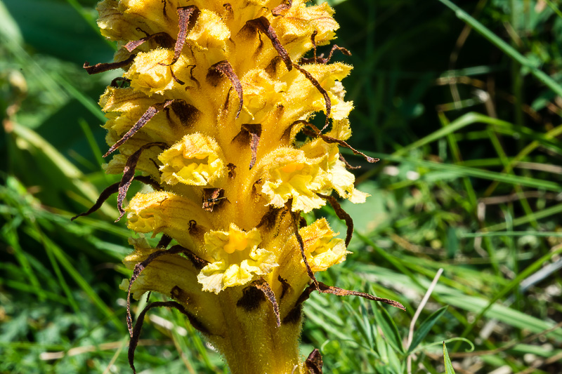 Orobanche laserpitii-sileris / Succiamele del laserpizio sermontano
