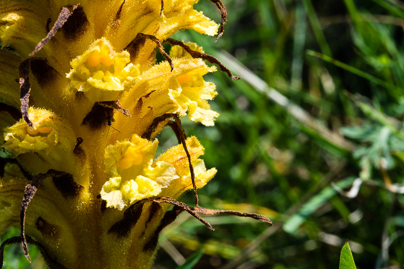 Orobanche laserpitii-sileris / Succiamele del laserpizio sermontano