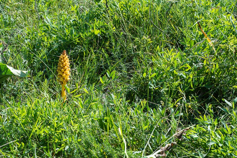 Orobanche laserpitii-sileris / Succiamele del laserpizio sermontano