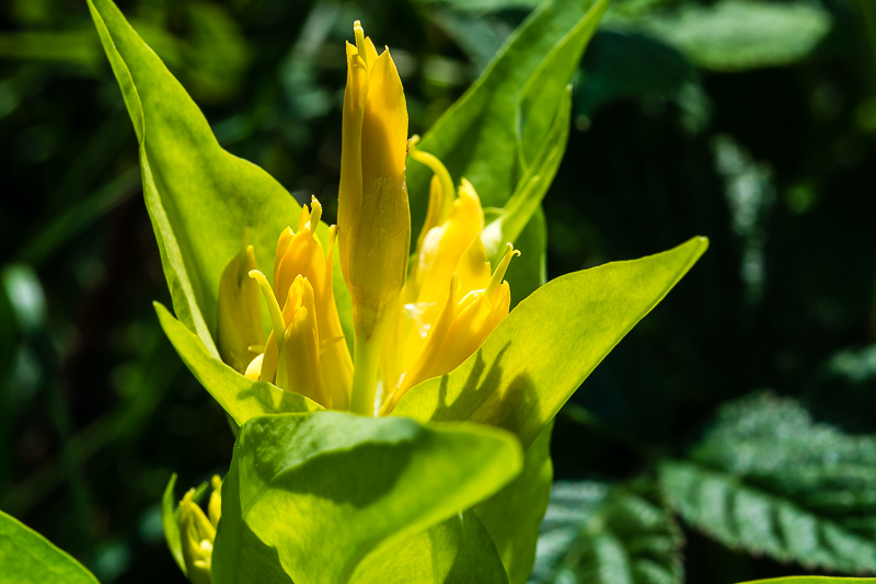 Gentiana lutea