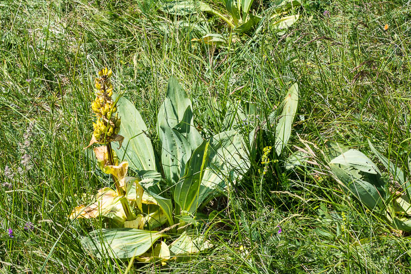 Gentiana lutea