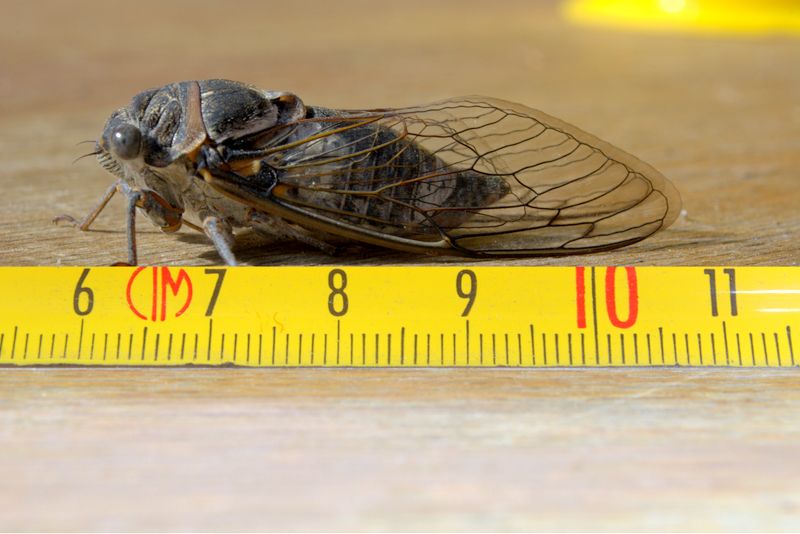 Cicala da identificare