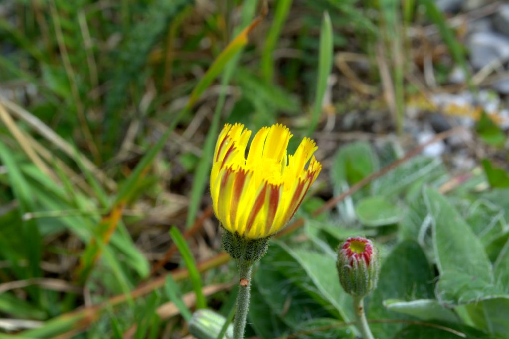 Pilosella officinarum?