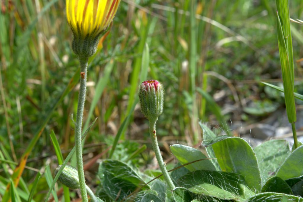 Pilosella officinarum?