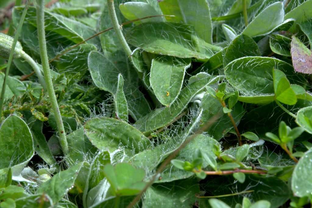 Pilosella officinarum?