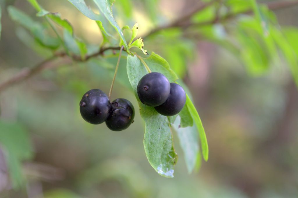 Lonicera nigra