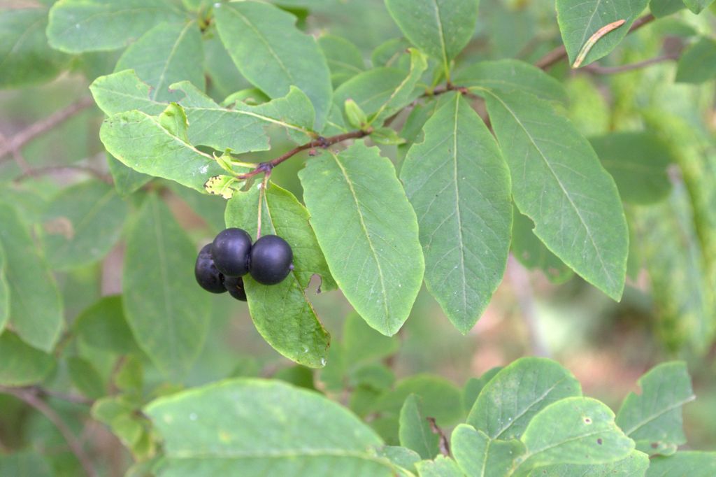 Lonicera nigra