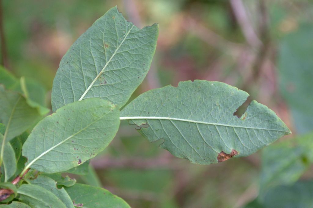 Lonicera nigra