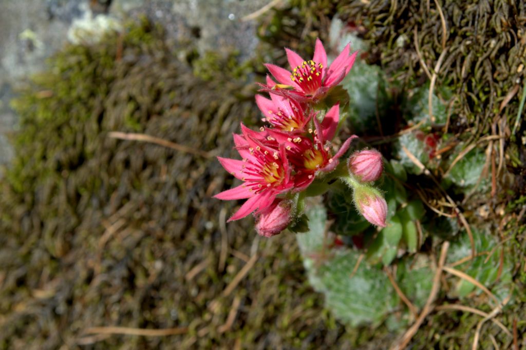 Sempervivum arachnoideum