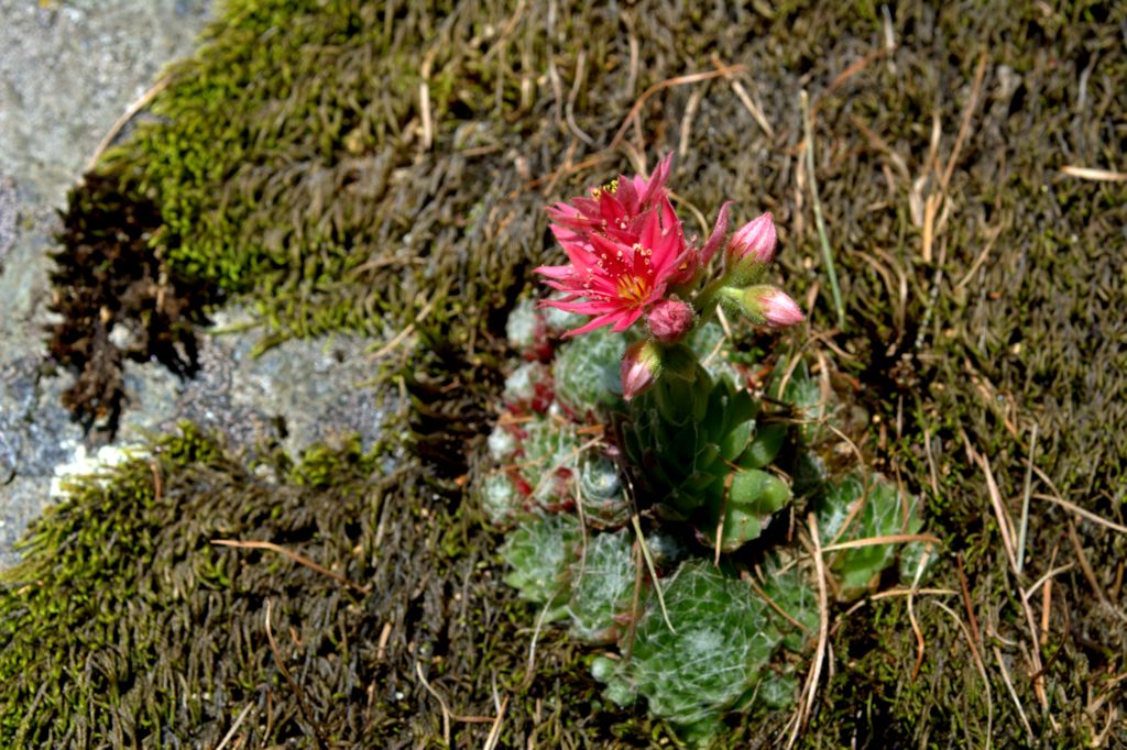 Sempervivum arachnoideum